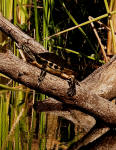 A Florida Cooter turtle basks on a log.