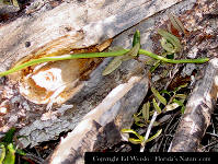 Florida rough green snake