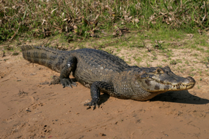 Spectacled Caiman - Caiman crocodilus