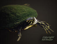 Florida Cooter in a small pond.