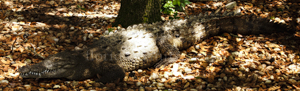 American crocodile resting