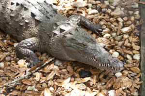 American crocodile