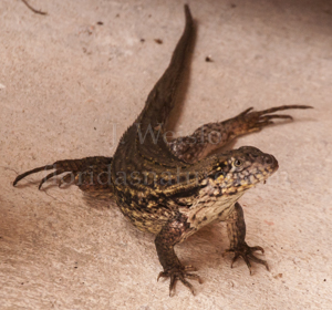Northern Curly-tailed Lizard close-up