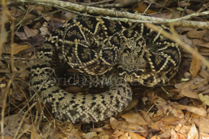 Eastern Diamondback rattlesnake