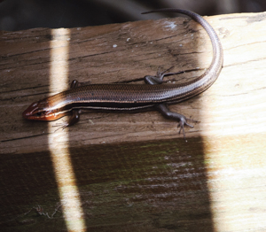 Five-lined Skink - adult