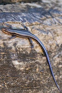 Five-lined Skink, Plestiodon fasciatus (Juvenile)