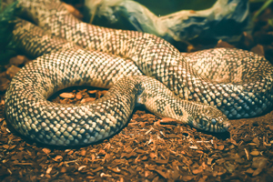 A Florida kingsnake