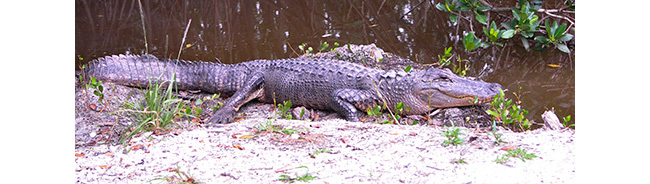 Alligator sunning on a river bank
