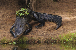 An alligator walks to the water