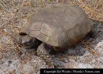 Gopher Tortoise