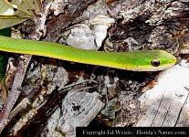 Green snake head