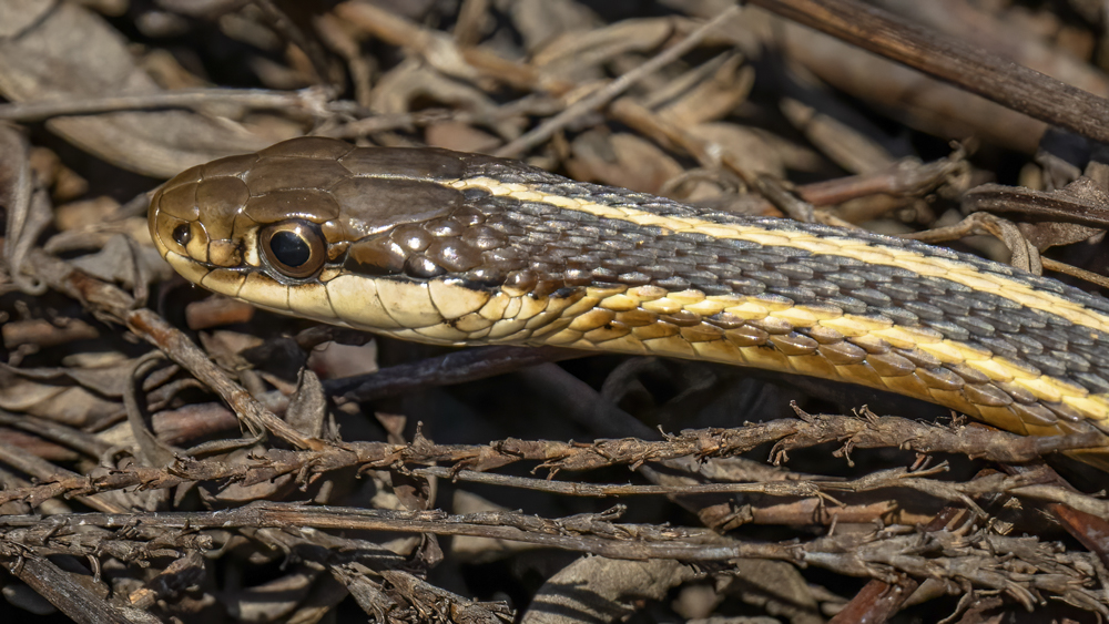 https://www.floridasnature.com/images/herps/ribbon_snake_close.jpg