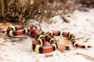 Scarlet Kingsnake - Lampropeltis elapsoides