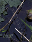 Swimming Florida Banded Water Snake