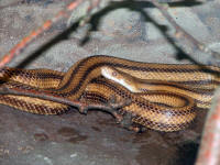 This Yellow Rat Snake is begining to shed its skin.