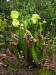 Hooded pitcher plant