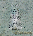 A Black-etched Prominent moth, Cerura scitiscripta, blends into a stucco wall.