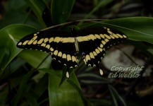 Giant swallowtail butterfly