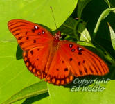 Gulf Fritillary butterfly dorsal view