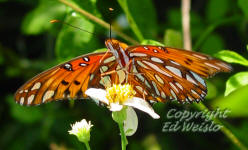 Gulf Fritillary ventral view