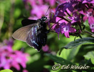 Ventral view of Mangrove skipper