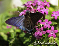 Dorsal view of Mangrove skipper butterfly