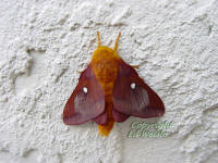 Pink-striped Oakworm Moth