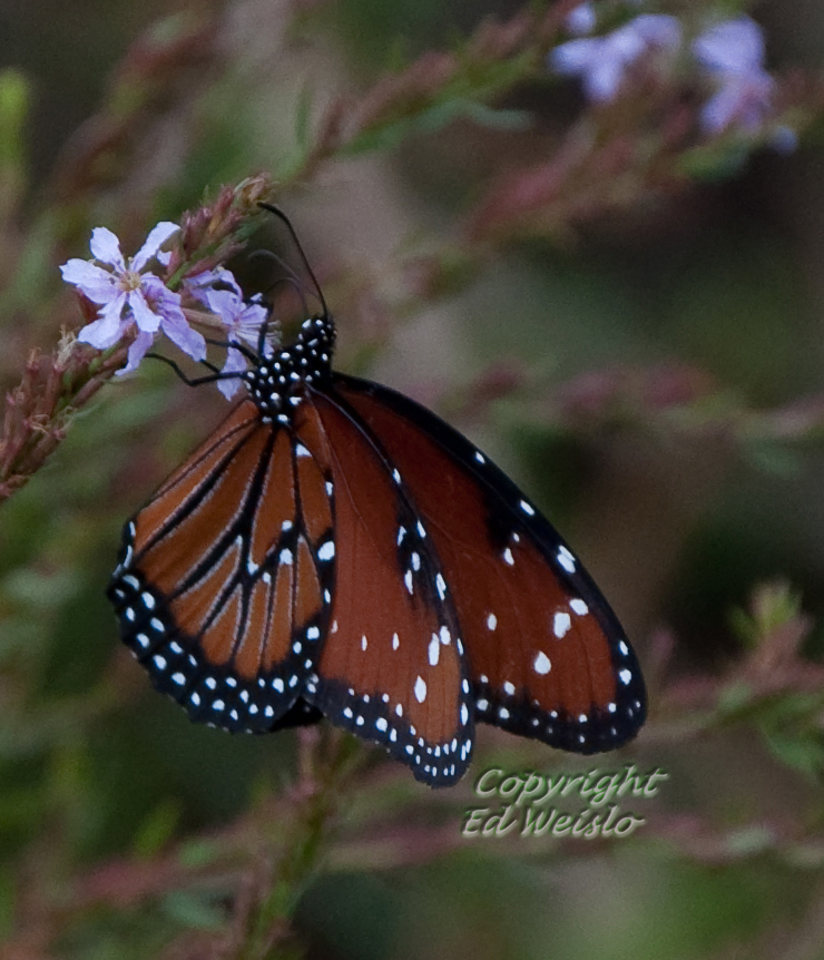 Florida Butterflies Page 1 Of 3