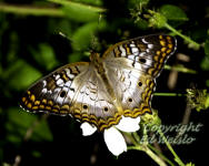 White Peacock butterfly on Sheppards needle