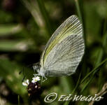 Barred Yellow butterfly nectaring on Capeweed - Phyla nodiflora