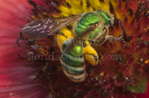 Agapostemon splendens - Female