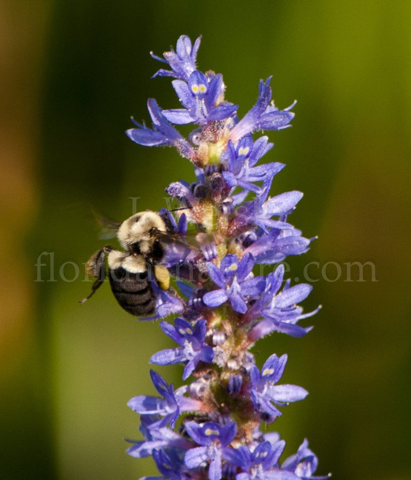 bumble bees of Florida, Bombus spp.