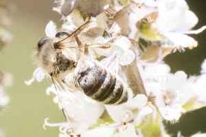 Cellophane bee on flowers