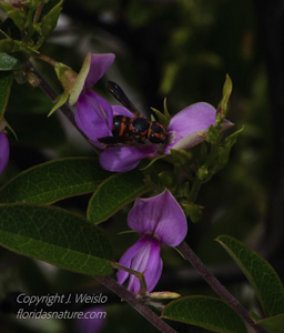 Florida rotund resin bee