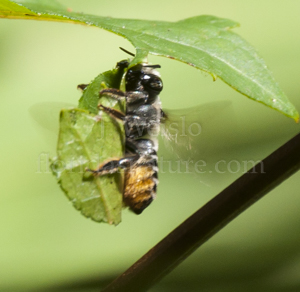 Leafcutter bee cutting a leaf