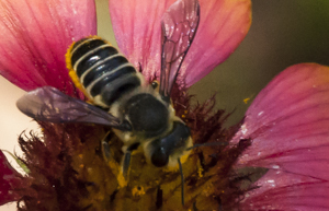 Leafcutter bee