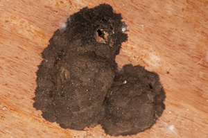 Mud dauber nest