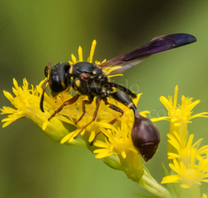 Potter wasp