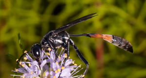 Red banded sand wasp