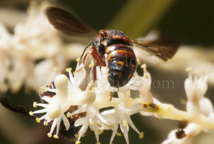 Resin Bee on Palm flowers