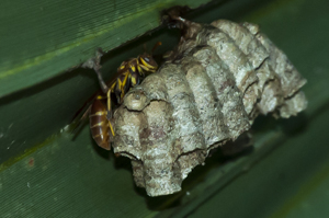 Paper wasp nest