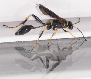 Yellow legged mud dauber wasp