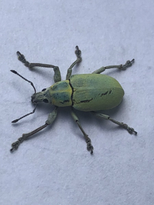 Blue-green citrus root weevil