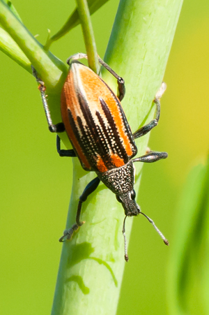 Diaprepes Root Weevil