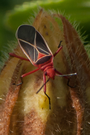 Cotton stainer, dysdercus suturellus