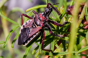 Florida Bee Assassin, a true bug