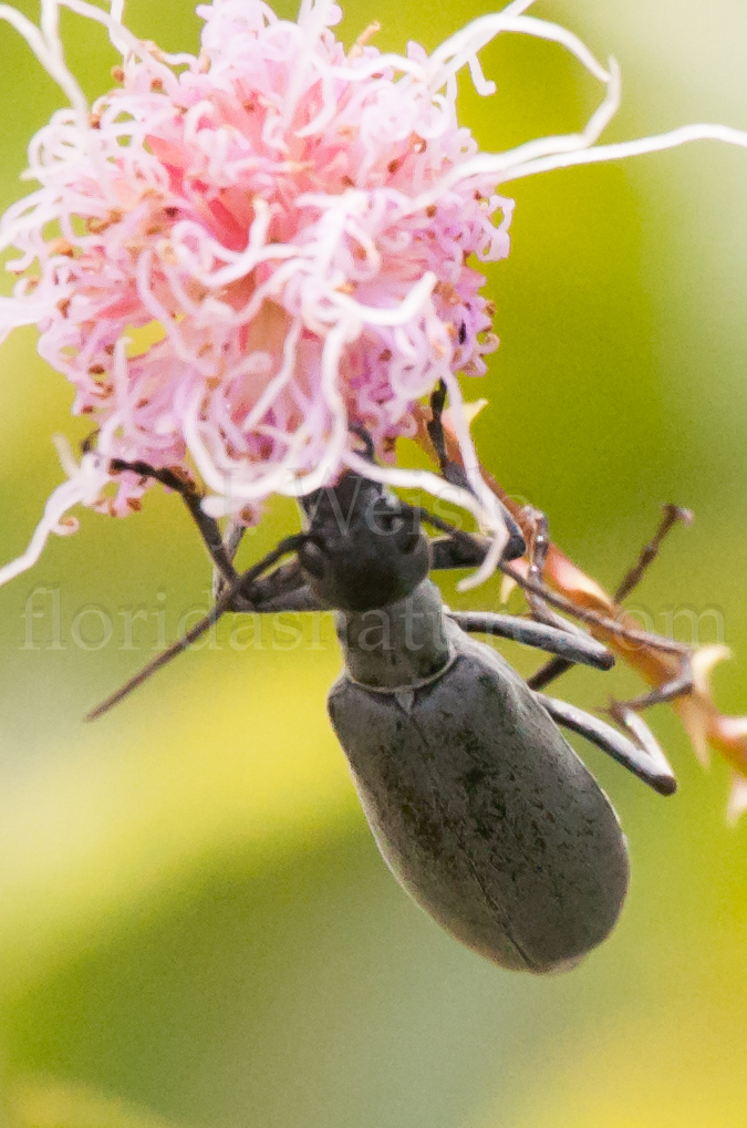 Spring Insects In Florida Florida Beetles & True Bugs: Scarabs, Weevils, Assassin Bugs & More