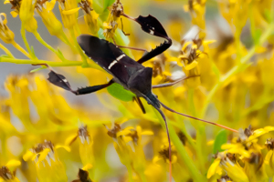 Leaf-footed bug - Leptoglossus phyllopus