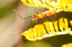 milkweed assassin bug - ventral view