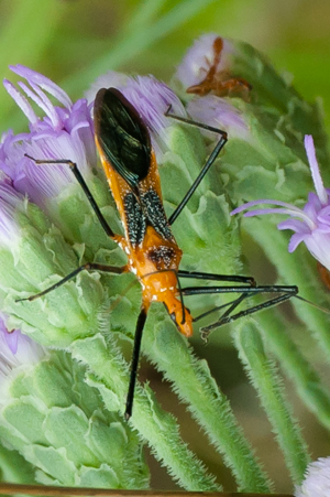 Milkweed assassin bug